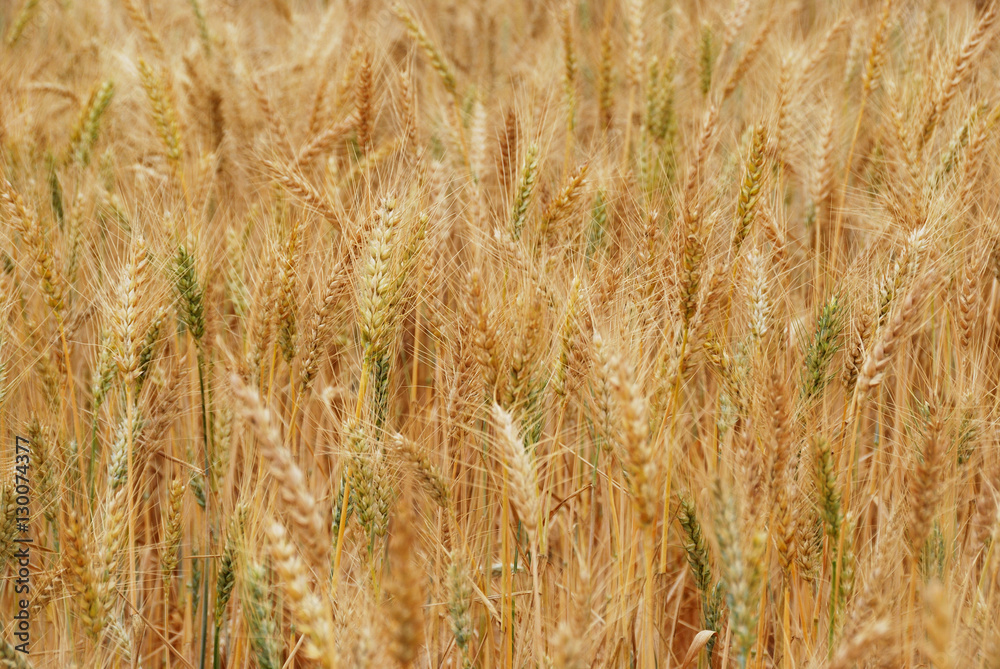 Fototapeta premium Złote pole