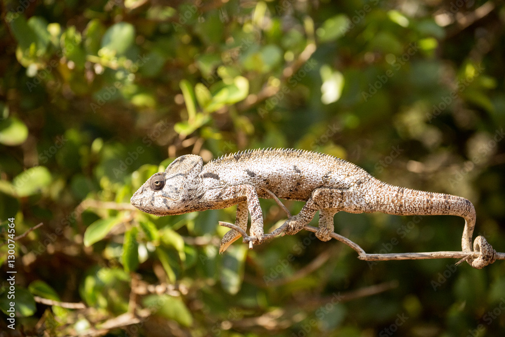Petter's Chameleon, Furcifer Petteri is relatively abundant in the coastal areas of northern Madagascar Petter's Chameleon, Furcifer Petteri is relatively abundant in the coastal areas of northern Madagascar