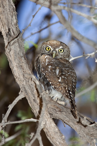 Pearl spotted owlet (Glaucidium perlatum), Kgalagadi Transfrontier Park photo