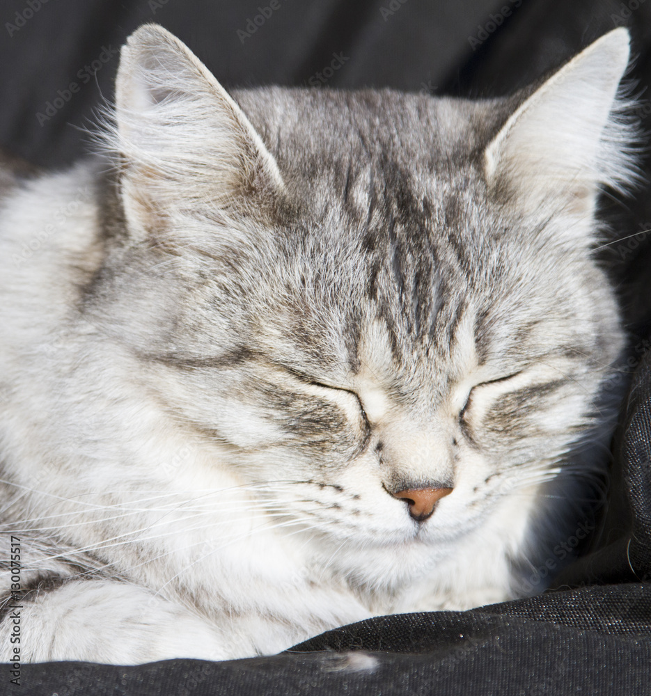 female silver cat of siberian breed, black background