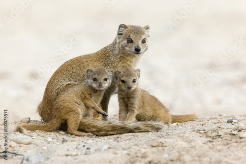 Yellow mongoose (Cynictis penicillata) with young, Kgalagadi Transfrontier Park