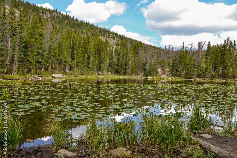 scenic view of wooded banks of Nymph Lake
Rocky Mountain National Park, Estes Park, Colorado, Untied States scenic view of wooded banks of Nymph Lake
Rocky Mountain National Park, Estes Park, Colorado, Untied States