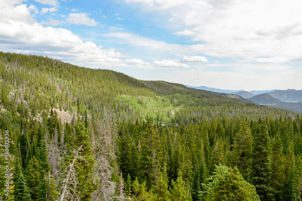 spruce trees and pine wood on the mountain slopes 
Rocky Mountain National Park, Estes Park, Colorado, United States