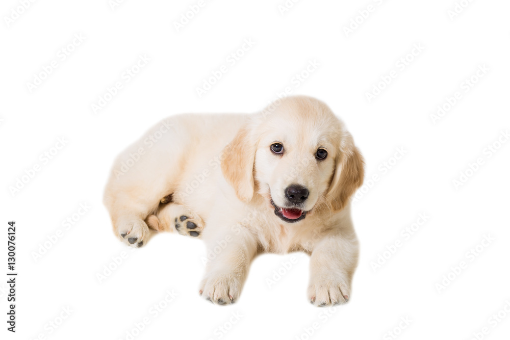 puppy golden retriever on a white background isolated