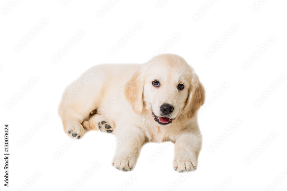 puppy golden retriever on a white background isolated puppy golden retriever on a white background isolated