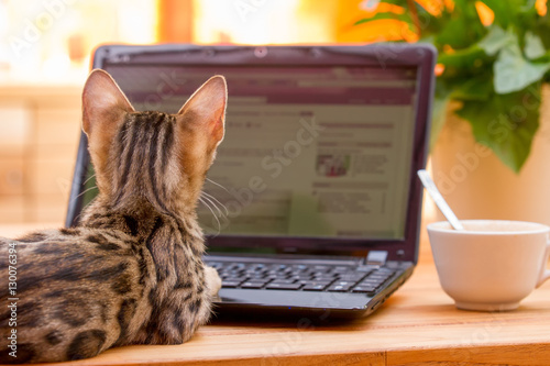 Bengal Kitten surfing the Web