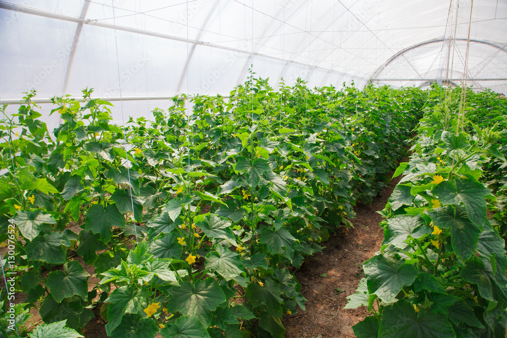 growing of cucumber in greenhouse growing of cucumber in greenhouse