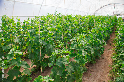 growing of cucumber in greenhouse