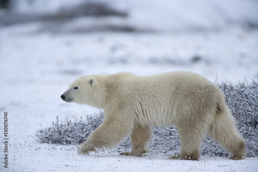 Polar bear, Ursus maritimus, Churchill, Manitoba, Canada Polar bear, Ursus maritimus, Churchill, Manitoba, Canada