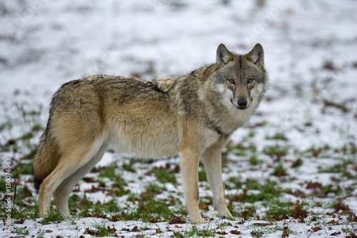 Gray wolf (grey wolf), Canis lupus, Wildlife Preserve, Rheinhardswald, Germany photo