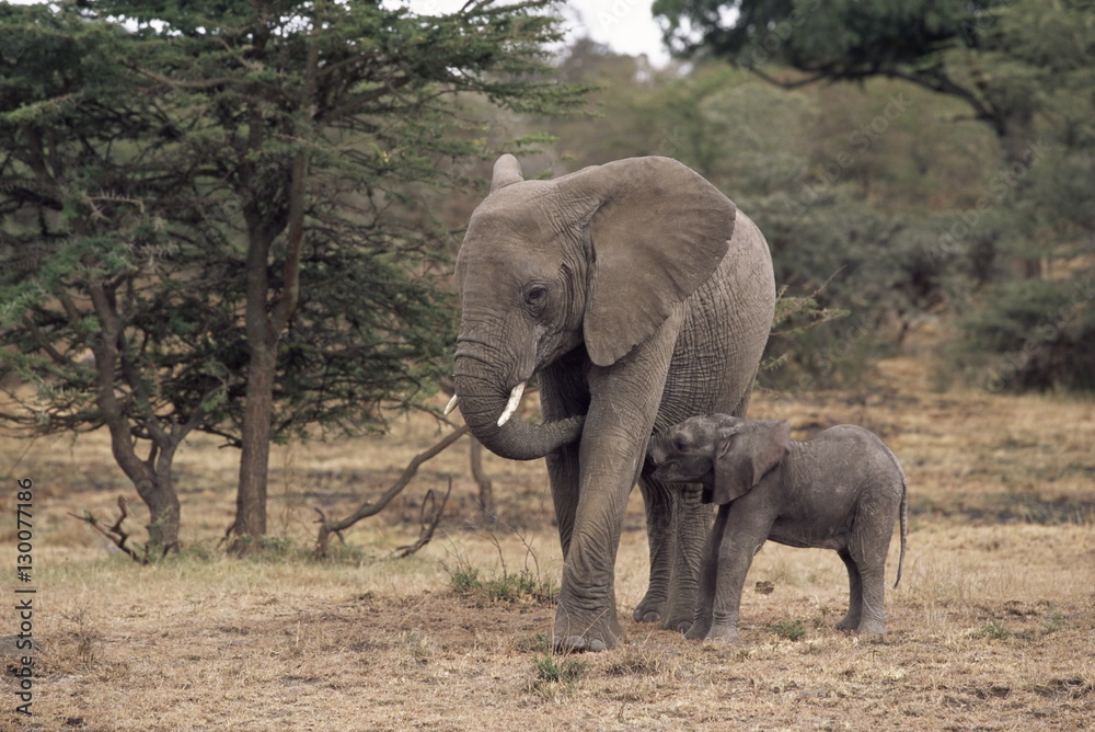 Mother and baby African elephant, Loxodonta africana, Kenya Mother and baby African elephant, Loxodonta africana, Kenya