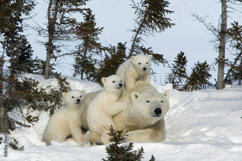 Polar bear (Ursus maritimus) mother with triplets, Wapusk National Park, Churchill, Hudson Bay, Manitoba, Canada photo