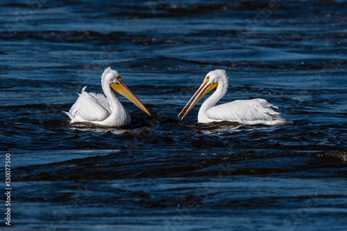 Pair of American White Pelicans Swimming