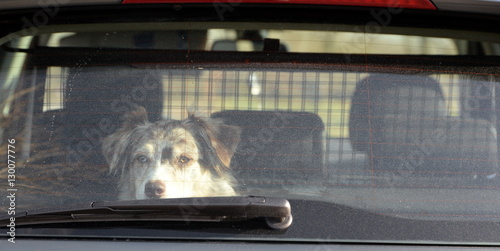 ohne Perspektive, süßer Hund blickt aus Heckfenster eines Autos