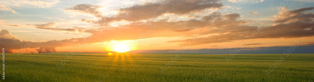 Beautiful landscape at sunset. Green wheat field at sunset, border design panoramic banner