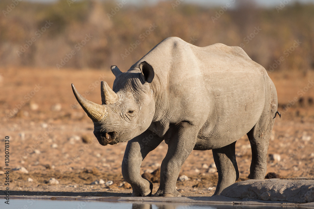 Obraz premium Black rhino, Etosha National Park, Namibia
