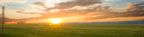 Beautiful landscape at sunset. Green wheat field at sunset, border design panoramic banner