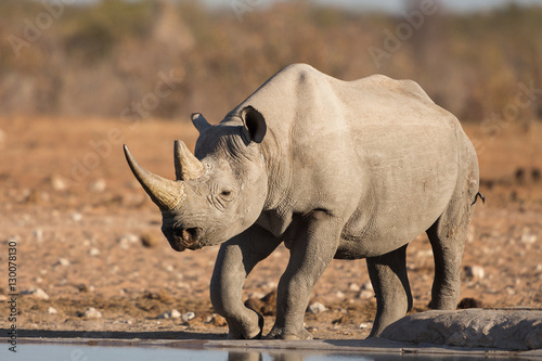 Black rhino, Etosha National Park, Namibia