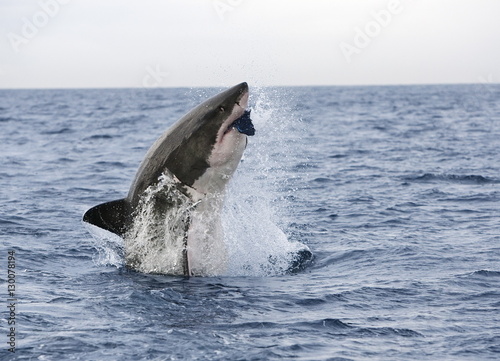 Great white shark (Carcharodon carcharias), breaching to decoy, Seal Island, False Bay, Cape Town