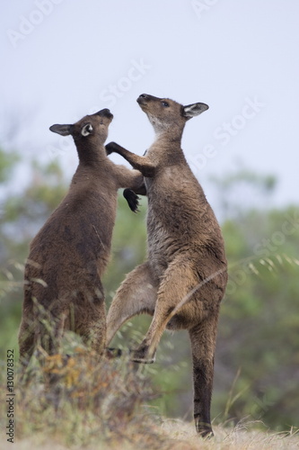 Kangaroo Island grey kangaroos (Macropus fuliginosus), Lathami Conservation Park, Kangaroo Island, South Australia photo