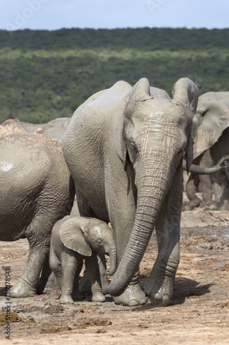 African elephant (Loxodonta africana) mother and baby at Hapoor waterhole, Addo Elephant National Park, Eastern Cape photo