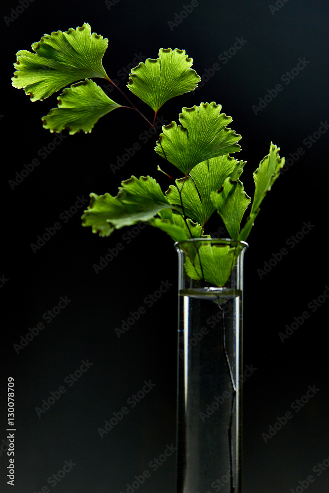 Obraz premium Plant in test tube
