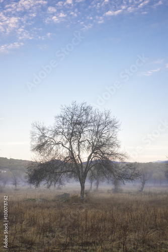 Morning on the field with fog © carlosobriganti