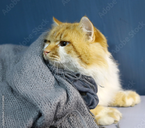 Рыжий кот и одеяло
