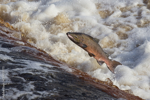 Atlantic salmon (Salmo salar) leaping on upstream migration, River Tyne, Hexham, Northumberland photo