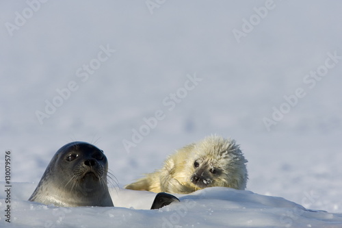Ringed seal (Phoca hispida) with pup, Billefjord, Svalbard, Spitzbergen, Arctic