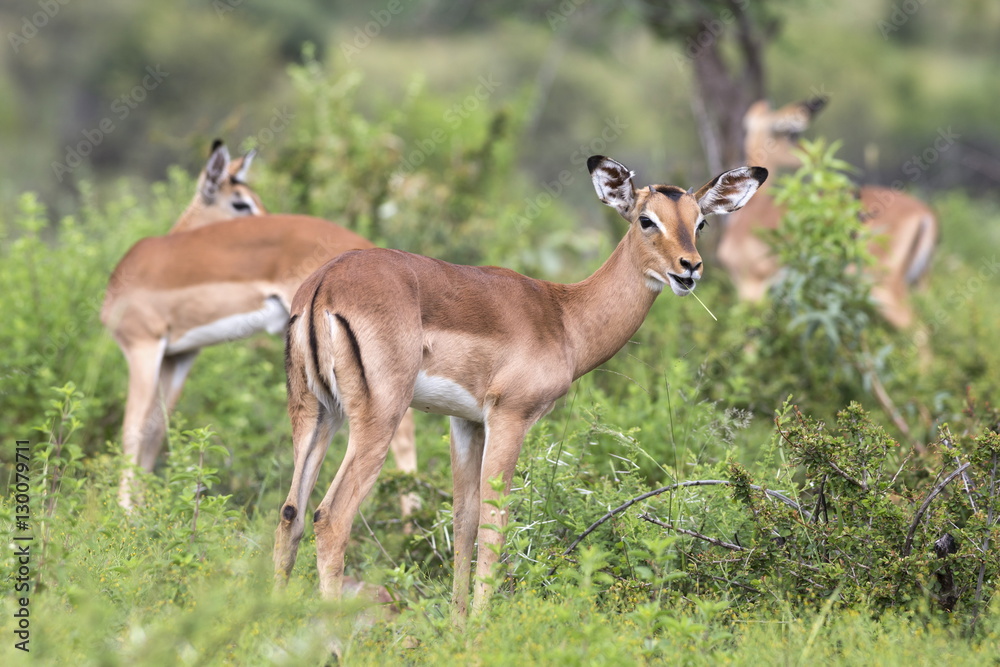 Impala (Aepyceros melampus) herd with young male feeding, Pilanesberg Game Reserve, North West province Impala (Aepyceros melampus) herd with young male feeding, Pilanesberg Game Reserve, North West province