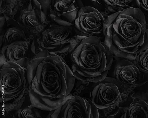 Natural dark roses background. greeting card with  roses