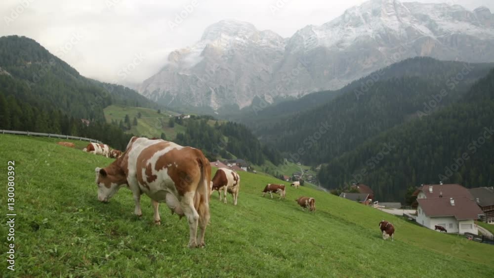herd of cows grazing in a pasture in the mountains, Alps herd of cows grazing in a pasture in the mountains, Alps