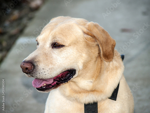 Beautiful yellow Labrador retriever