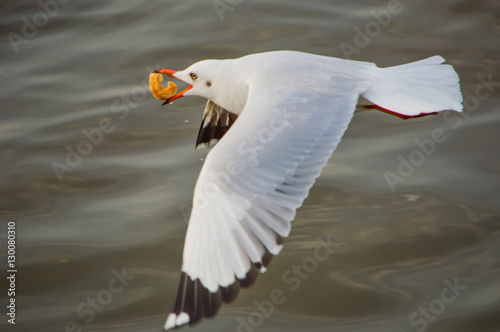 Seagull photo