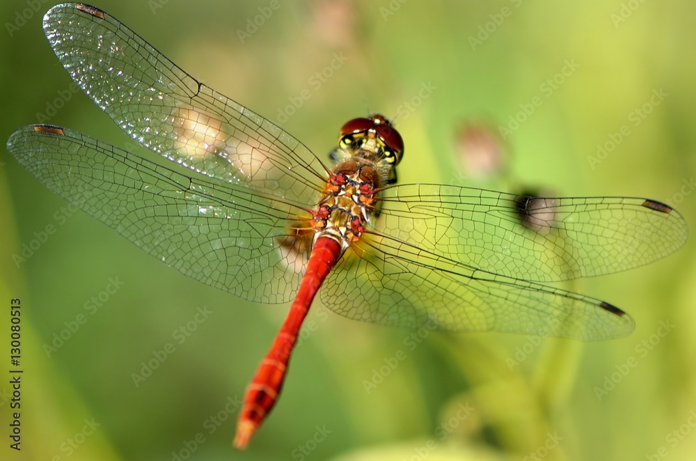 Libelle Libelle