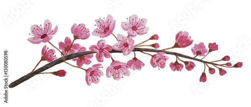 Pink sakura branch blossom painted with watercolor  