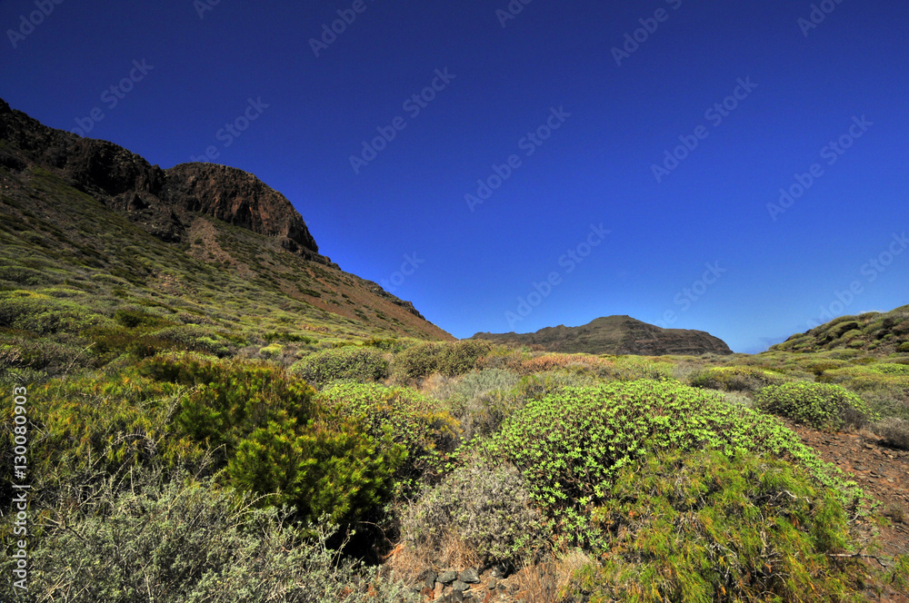 canaries gomera