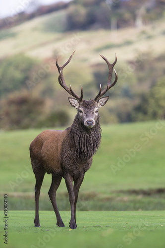 Red deer stag (Cervus elaphus), Arran, Scotland photo