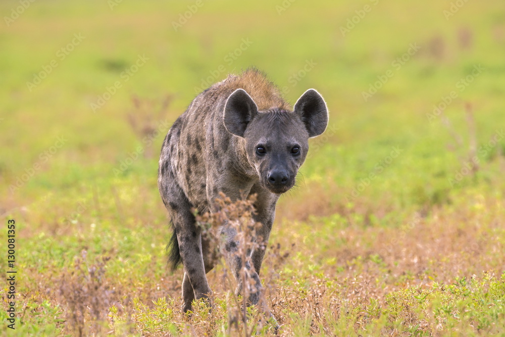 Spotted hyena (Crocuta crocuta), Kgalagadi Transfrontier Park, Northern Cape Spotted hyena (Crocuta crocuta), Kgalagadi Transfrontier Park, Northern Cape
