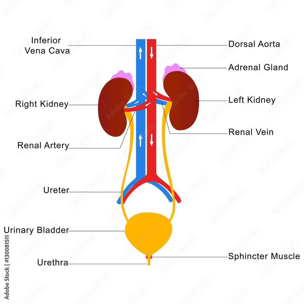 human-urinary-system-labelled-diagram-stock-vector-adobe-stock