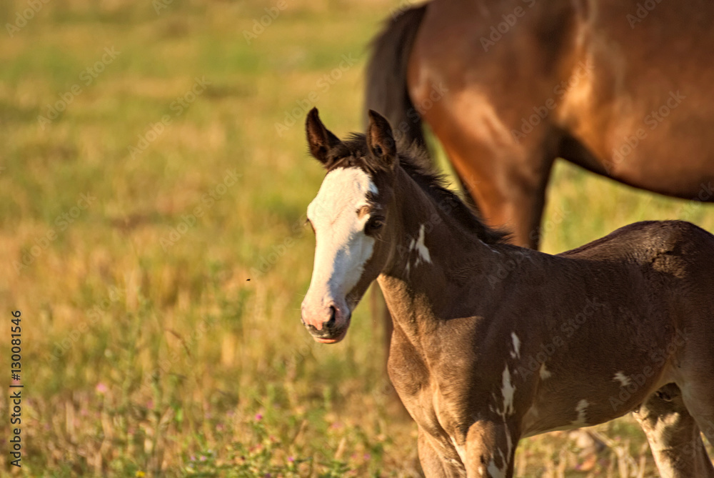 Criollo foal on a field in Argentina Criollo foal on a field in Argentina