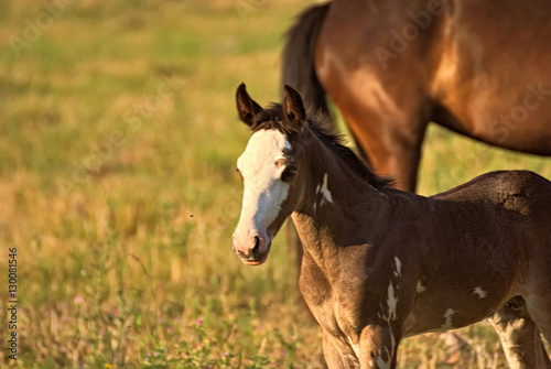 Criollo foal on a field in Argentina