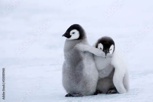 Emperor penguin chicks (Aptenodytes forsteri), Snow Hill Island, Weddell Sea, Antarctica