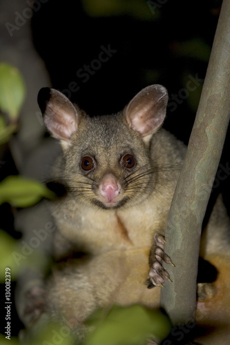 Common brushtail possum (Trichosurus vulpecula), Pebbly Beach, Marramarang National Park, New South Wales photo