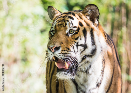 Fototapeta Naklejka Na Ścianę i Meble -  Wild siberian tiger in the jungle