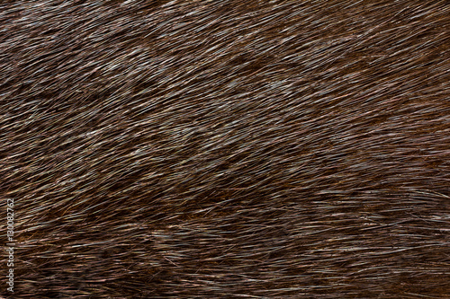 Dark fur mink. Fur texture.