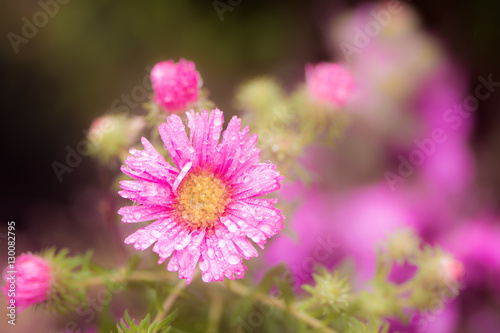Raindrops on a pink aster flower blossom