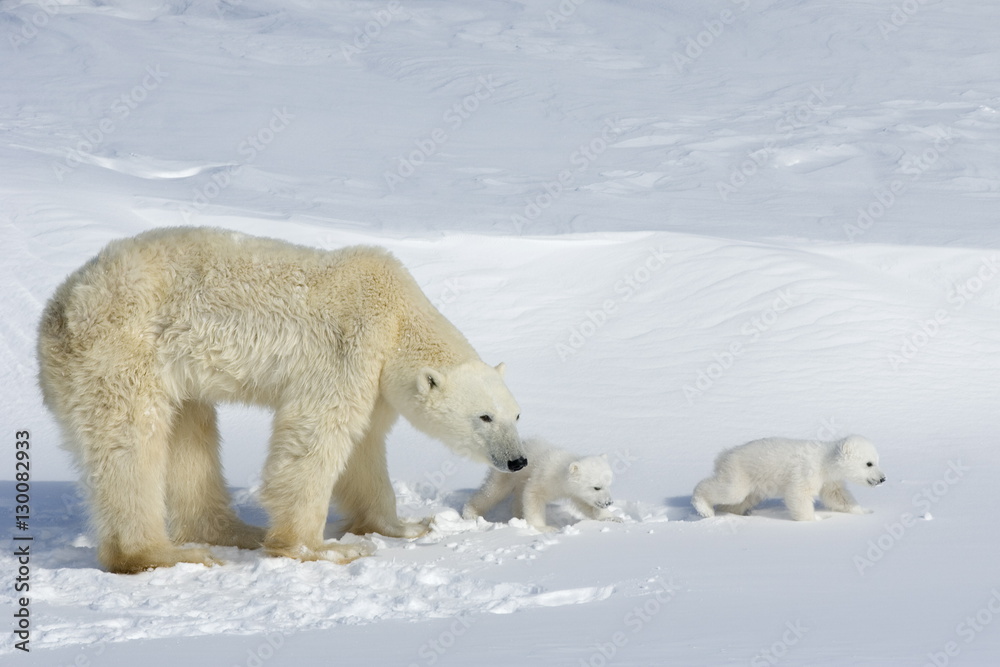 Polar bear (Ursus maritimus) mother with twin cubs, Wapusk National Park, Churchill, Hudson Bay, Manitoba, Canada Polar bear (Ursus maritimus) mother with twin cubs, Wapusk National Park, Churchill, Hudson Bay, Manitoba, Canada