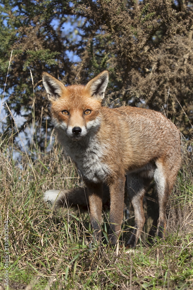 Red fox (Vulpes vulpes) in captivity Red fox (Vulpes vulpes) in captivity